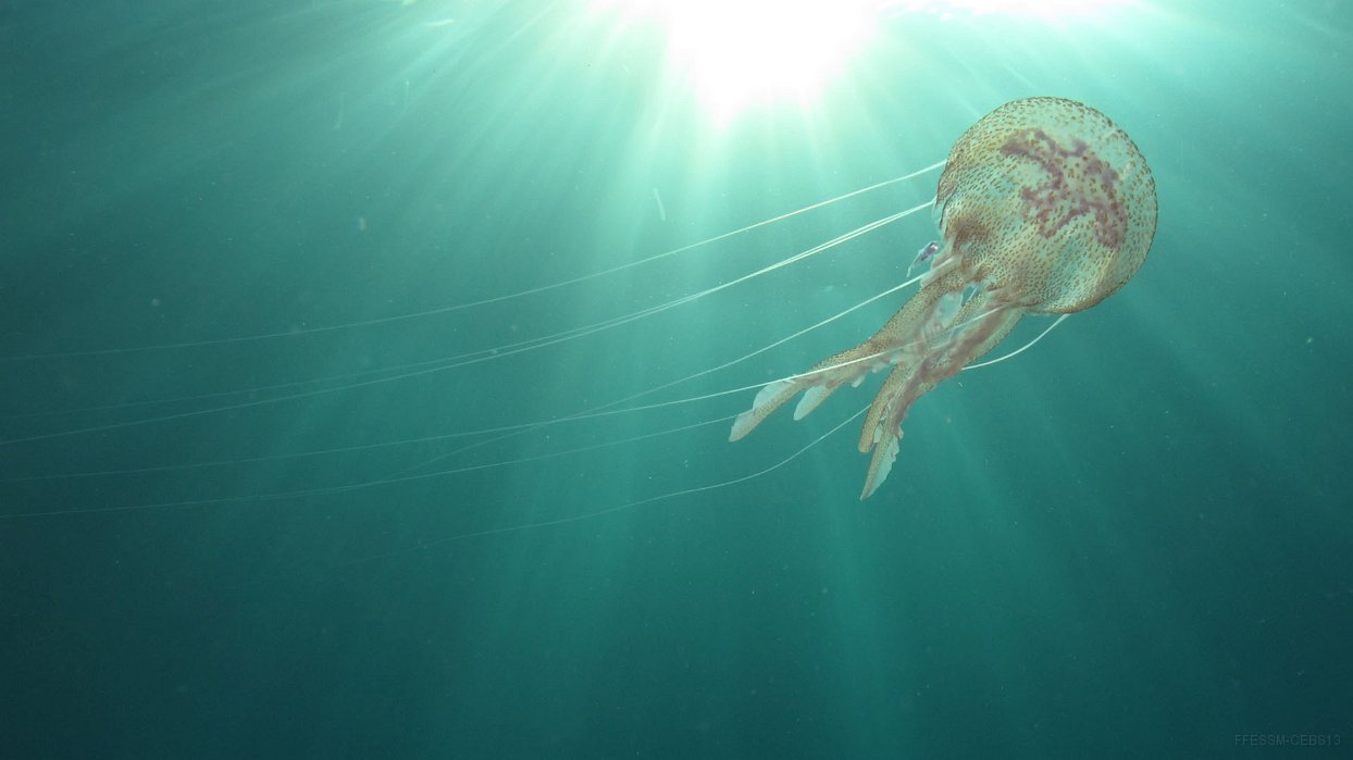 400 Pélagie (Pelagia noctiluca).JPG - Pélagie (Pelagia noctiluca)